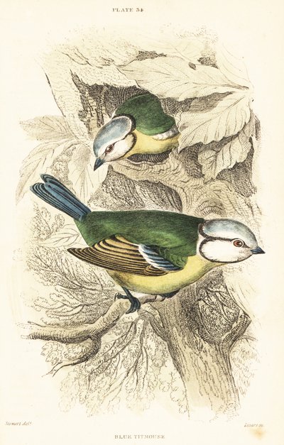 Mésange bleue, Cyanistes caeruleus - Unbekannter Künstler