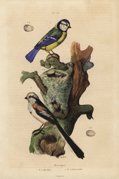 Mésange bleue eurasienne, Cyanoses caeruleus, et œuf, et mésange à longue queue, Aegithalos caudatus, avec nid et œuf - Unbekannt