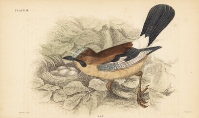 Geai des chênes, Garrulus glandarius, avec nid et œufs - Unbekannter Künstler