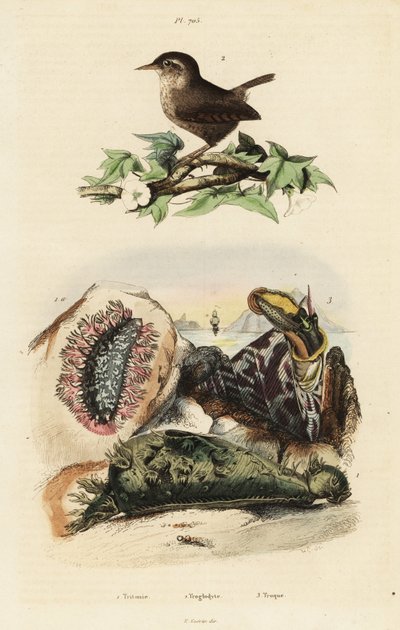 Troglodyte eurasien, voile du Nil et limace de mer - Unbekannter Künstler