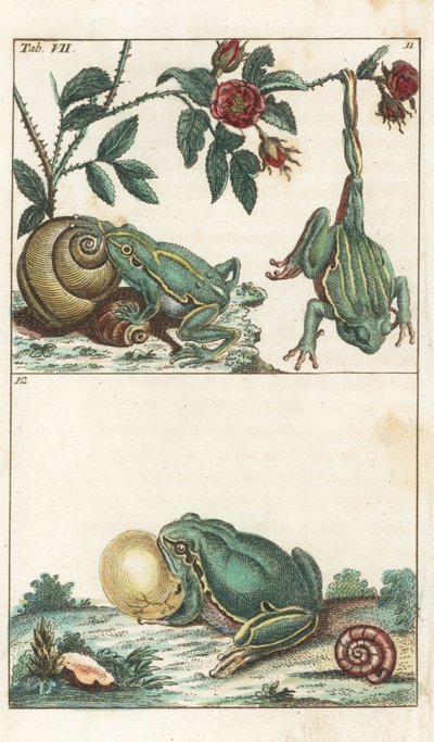 Grenouilles européennes et italiennes - Eau-forte par Gottlieb Tobias Wilhelm (1758-1811), de l