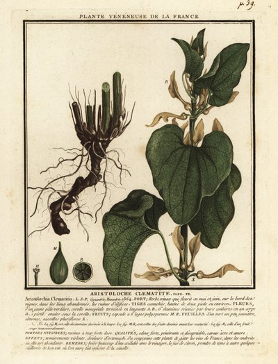 Aristoloche clématite, Aristolochia clematitis - Unbekannter Künstler