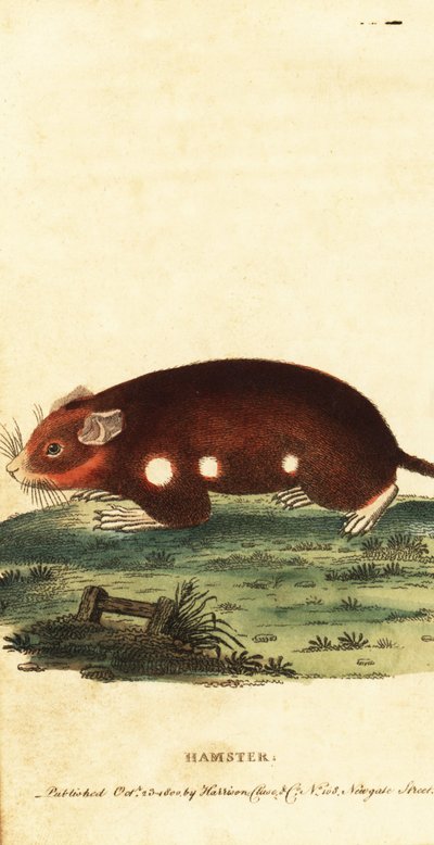 Hamster européen, Cricetus cricetus. En danger critique, 1800 - Unbekannter Künstler