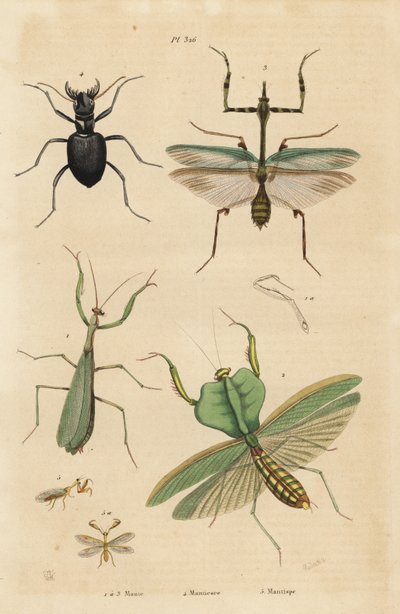 Mante religieuse, Mantis religiosa, mante feuille, Choeradodis rhomboidea, cicindèle, Manticora latipennis, mantispide, Mantispa styriaca - Unbekannt