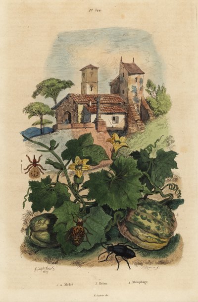 Mélodie européenne, Meloe proscarabaeus 1,2, melon de Honfleur, Cucumis melo 3, et mouche du mouton, Melophagus ovinus 4 - Unbekannt
