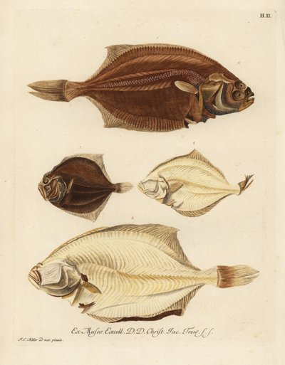 Plie européenne, Pleuronectes platessa et barbue, Scophthalmus rhombus - Unbekannter Künstler