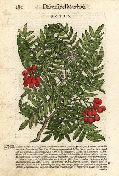 Sorbier des oiseleurs, Sorbus aucuparia. Gravure sur bois coloriée à la main par Wolfgang Meyerpick d