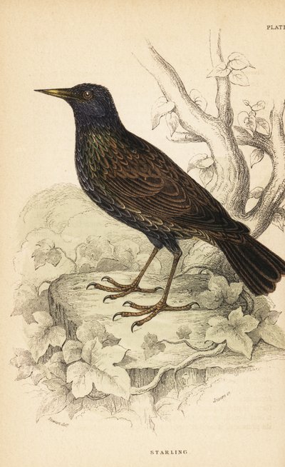 Étourneau sansonnet, Sturnus vulgaris. 1889 (gravure) - Unbekannter Künstler