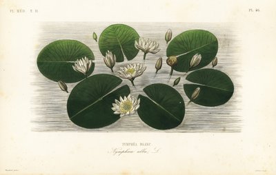 Nénuphar blanc, Nymphaea alba - Unbekannt