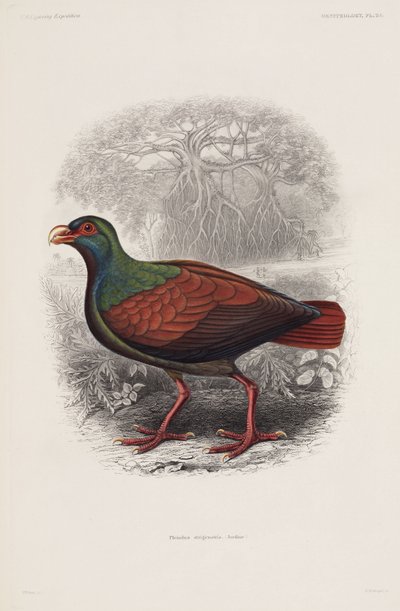 Oiseau exotique - Unbekannt