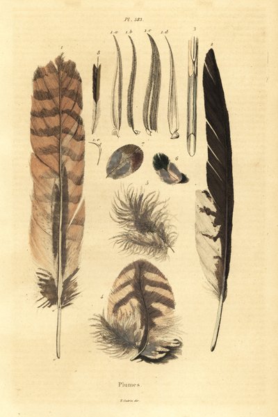 Plumes, panaches, anatomie des oiseaux - Unbekannt