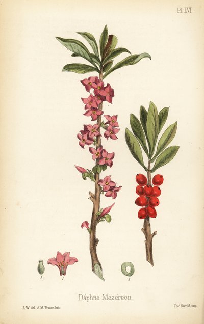 Daphné mezereum, Daphne mezereum - Unbekannter Künstler