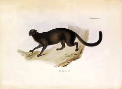Felis Yagouarondi Jaguarondi ou eyra ou chat loutre, félin américain décrit par Charles Darwin lors de son expédition à bord du Beagle. Planche de « La zoologie du voyage du H.M.S. Beagle » décrite par John Gould, avec notice de leurs habitudes par Charles - Unbekannter Künstler