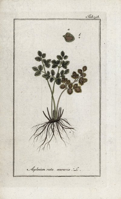 Fougère doradille des murs ou asplénie rue des murs (Asplenium ruta muraria). Lithographie de « Afbeelding der Artseny-Gewassen » par Johannes Zorn (1739-1799), Pays-Bas - Unbekannter Künstler