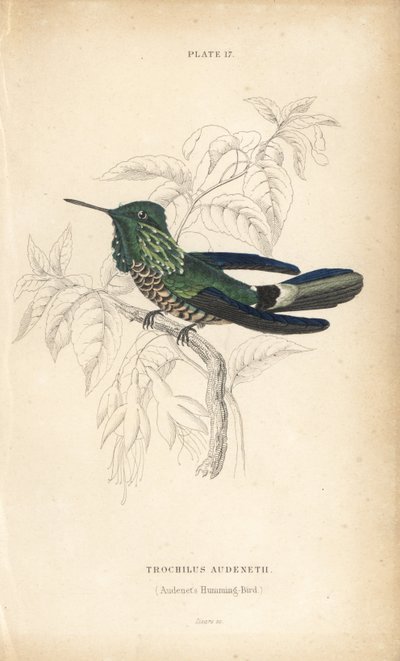 Coquette festive, Lophornis chalybeus (colibri d