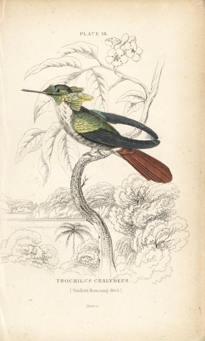 Coquette festive, Lophornis chalybeus (colibri de Vieillot, Trochilus chalybeus). Gravure sur acier coloriée à la main par William Lizars de "Naturalist