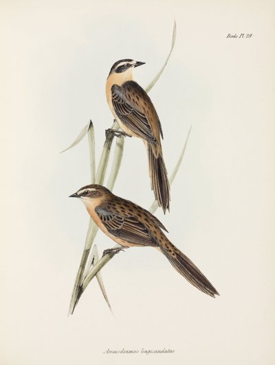 Pinsons, vers 1832-1836 - Unbekannter Künstler