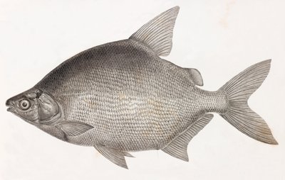 Poissons : Le Serrasalme Citharine - Unbekannt