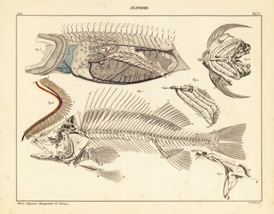 Anatomie du poisson montrant le squelette, les branchies, etc., 1841 - Unbekannter Künstler
