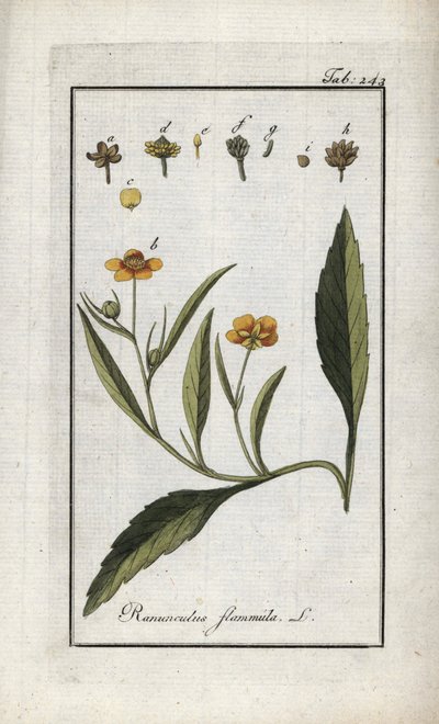 Renoncule flammette ou petite douve ou petite flamme (Ranunculus flammula). Lithographie de « Afbeelding der Artseny-Gewassen » par Johannes Zorn (1739-1799), Pays-Bas - Unbekannter Künstler