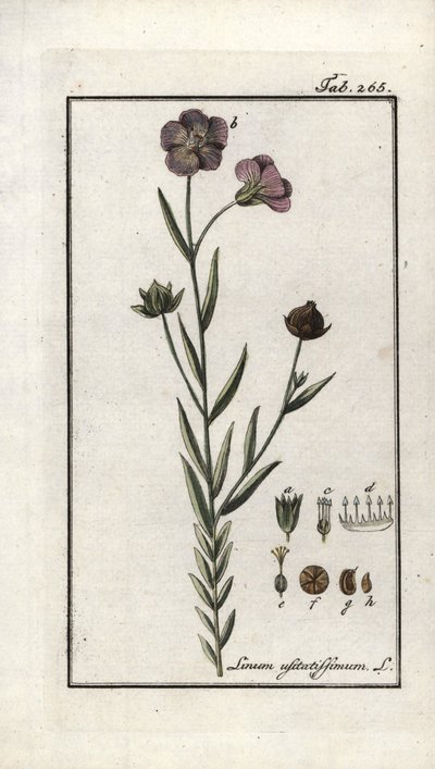 Graine de lin (Linum usitatissimum). Lithographie de « Afbeelding der Artseny-Gewassen » par Johannes Zorn (1739-1799), Pays-Bas - Unbekannter Künstler