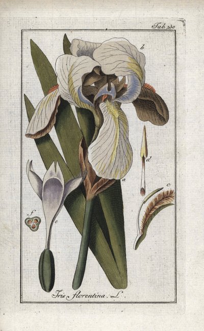 Iris florentin (Iris florentina). Lithographie de « Afbeelding der Artseny-Gewassen » par Johannes Zorn (1739-1799), Pays-Bas - Unbekannter Künstler