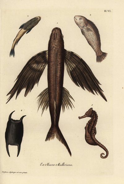 Poisson volant, Exocoetus volitans, rémora, Remora remora, barramundi, Lates calcarifer, hippocampe, espèces Hippocampus. Gravure sur cuivre coloriée à la main d