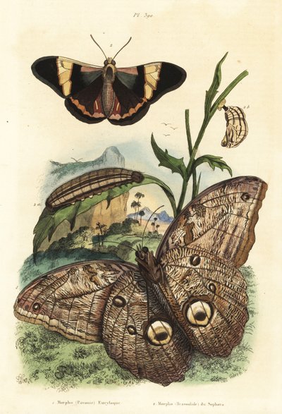 Papillon hibou géant de la forêt, Caligo eurilochus 1 et papillon Brassolis sophorae, nymphe et chenille 2 - Unbekannt