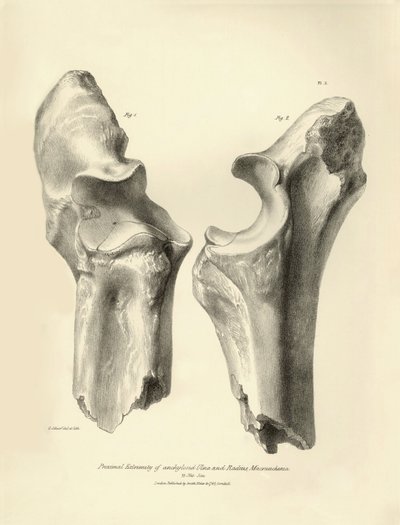 Os fossiles (cubitus et radius) de l