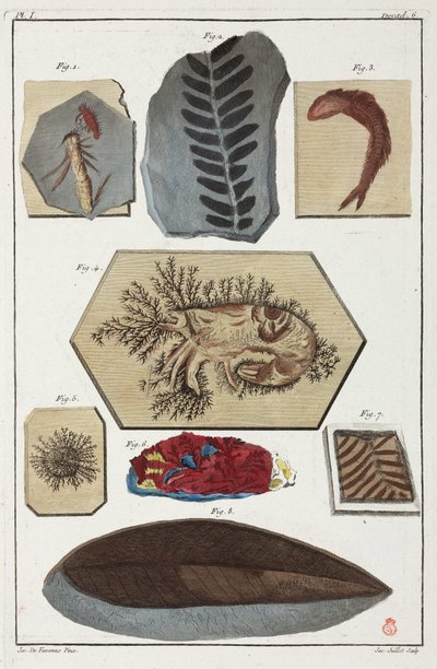 Fossiles, préhistoriques - Unbekannt
