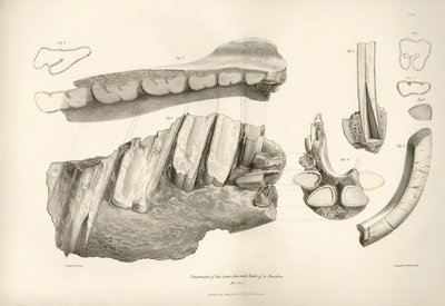 Fragment de mâchoire et dents de Toxodon, un animal préhistorique, trouvé par Charles Darwin près de Montevideo, Uruguay lors de son voyage d