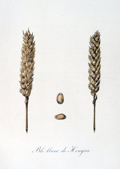 Illustration française du 19ème siècle d