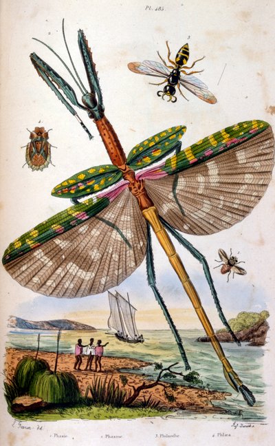 Illustration colorée française vers 1884 représentant divers insectes tropicaux dont une grande libellule - Unbekannter Künstler