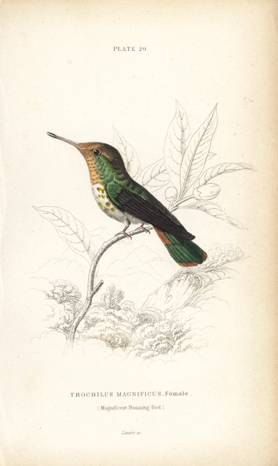 Coquette frangée, Lophornis magnificus, femelle (colibri magnifique, Trochilus magnificus). Gravure sur acier coloriée à la main par William Lizars de "Naturalist