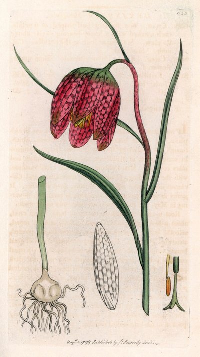 Fritillaire pintade ou œuf de pintade ou damier (Fritillaria meleagris) - Unbekannter Künstler