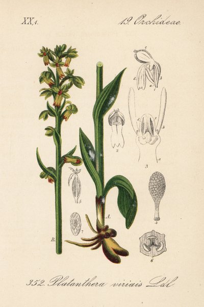 Orchis grenouille, Dactylorhiza viridis - Unbekannter Künstler