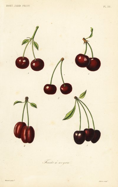 Fruits à noyau - Unbekannt