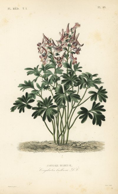 Corydale bulbeuse - Unbekannt