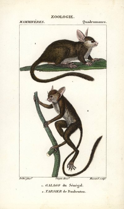Galago du Sénégal et tarsier de Daubenton - Eau-forte par Jean Gabriel Pretre (1780-1845), gravée par Carnonkel, pour le dictionnaire des sciences naturelles : mammifères par Frédéric Cuvier, édité par Pierre Jean François Turpin (1775-1840), publié par F. - Unbekannter Künstler