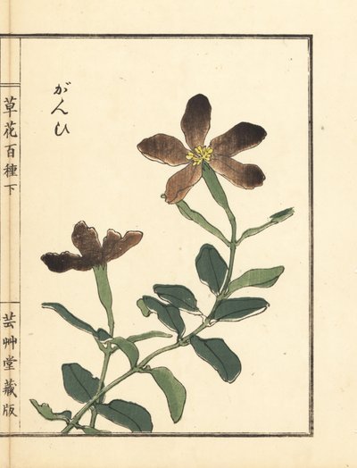 Ganpi ou attrape-mouche, espèce de Lychnis (silène). De Kusa Bana Hyakushu (Cent Variétés de Fleurs) - Unbekannter Künstler