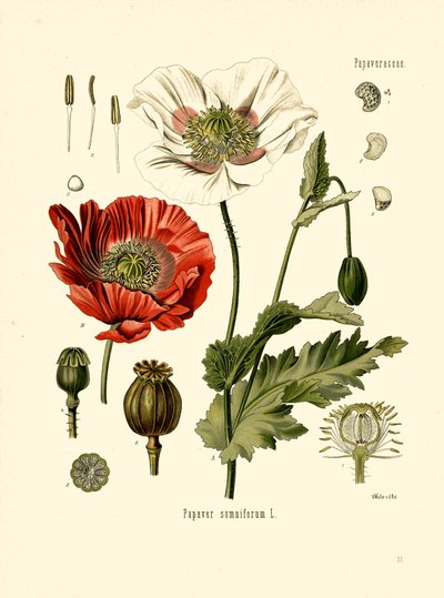 Pavot de jardin (lithographie en couleur) - Unbekannter Künstler