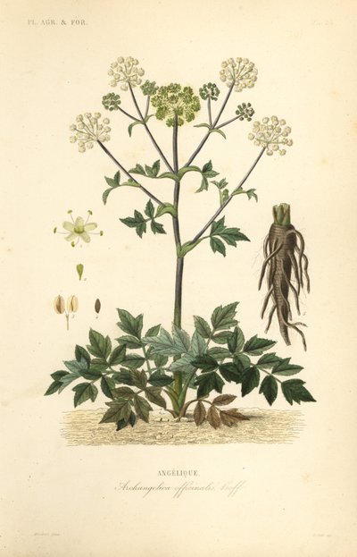 Angélique, Angelica archangelica - Unbekannt