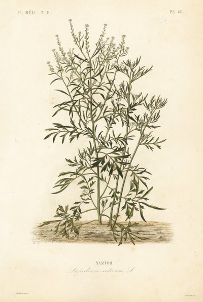 Cresson de jardin, cresson et cresson ou poivrier, Lepidium sativum, Nasitor - Unbekannt