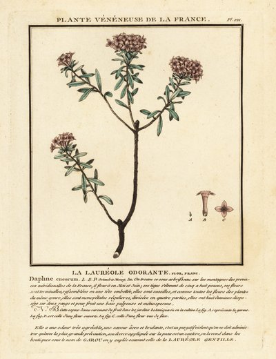 Daphné camélée, Daphne cneorum - Unbekannter Künstler