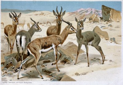 Gazelles, début du 20e siècle - Unbekannter Künstler