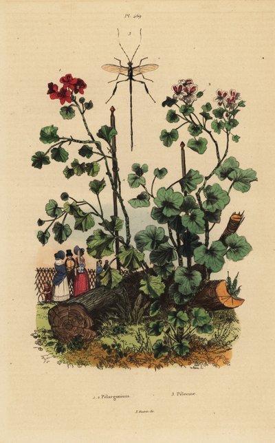 Espèces de géranium, Pelargonium daveyanum 1 et Pelargonium macranthon 2 - Unbekannt