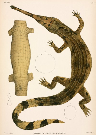 Gavial, Indonésie - Unbekannter Künstler