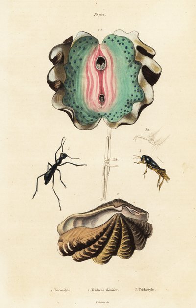 Palourde géante et coléoptères - Unbekannter Künstler
