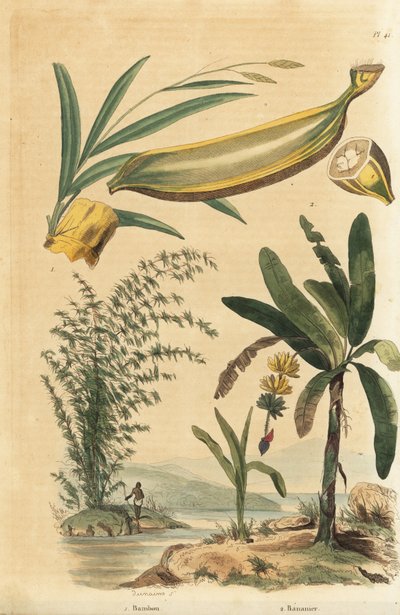 Bambou géant épineux, Bambusa bambos (Bambos arundinacea) et bananier avec fruit et coupe transversale, Musa paradisiaca - Unbekannt