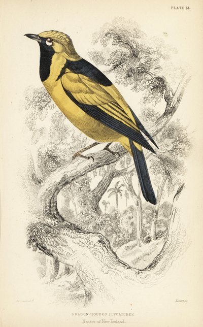 Monarque doré, Carterornis chrysomela (Gobemouche à capuchon doré, Monacha chrysomela). Gravure sur acier coloriée à la main par William Lizars d